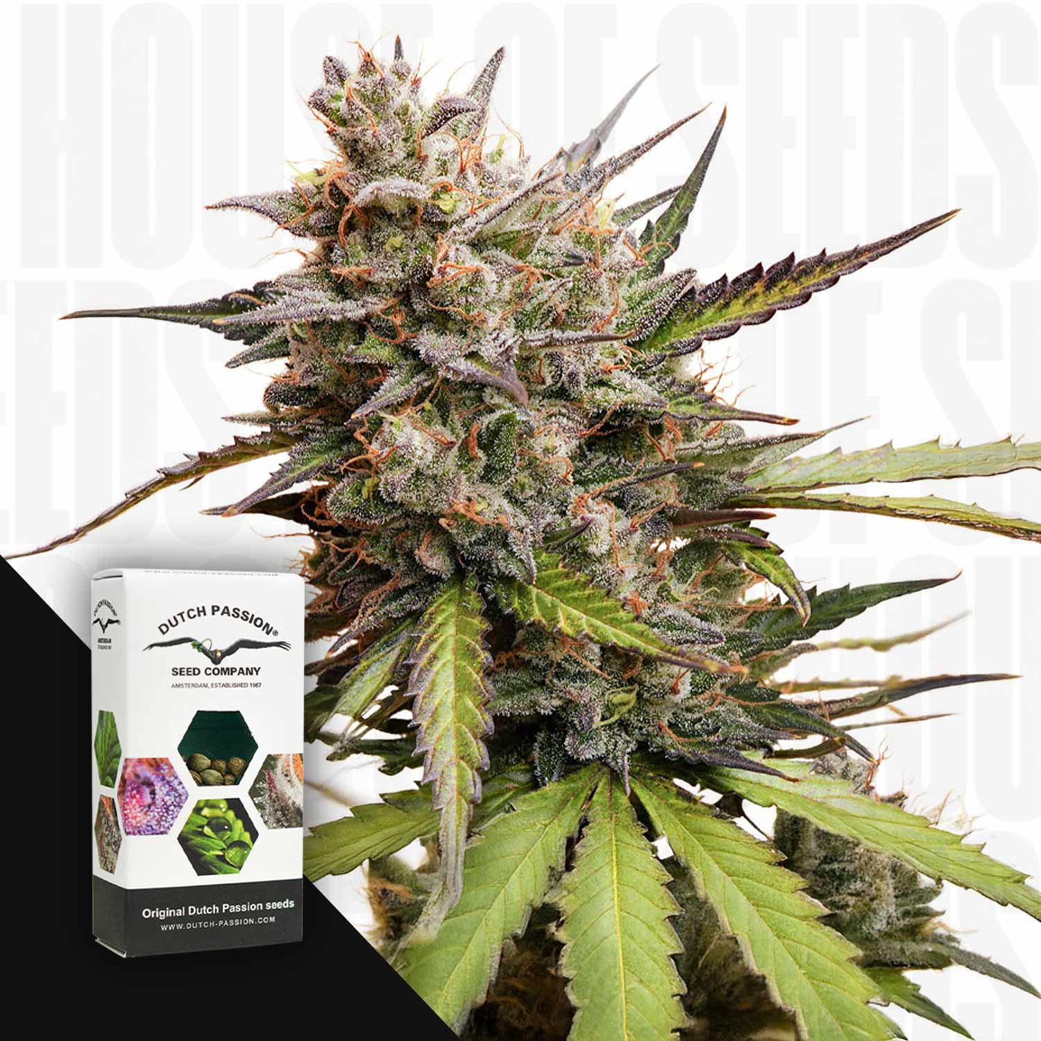 Reife Cannabispflanze mit harzigen Knospen und grünen Blättern, links Dutch Passion Auto Melonade Runtz Verpackung