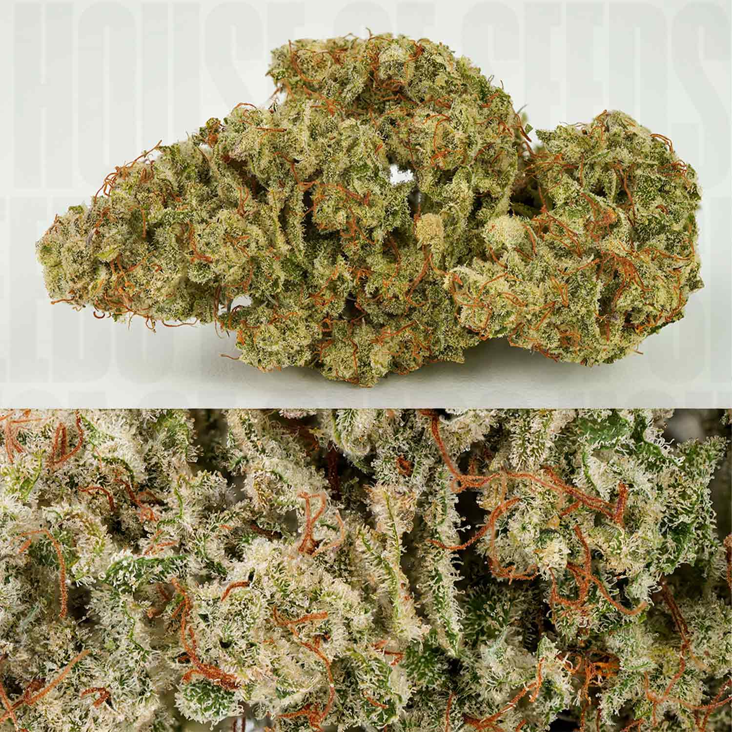 Nahaufnahmen von Auto SFV OG Knospen von Dutch Passion mit weißen Trichomen und orangen Haaren