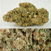 Nahaufnahmen von Auto SFV OG Knospen von Dutch Passion mit weißen Trichomen und orangen Haaren