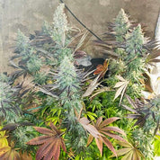 Dutch Passion Blueberry Pflanze indoor mit frostigen Knospen und Blättern in Grün, Lila und Rot