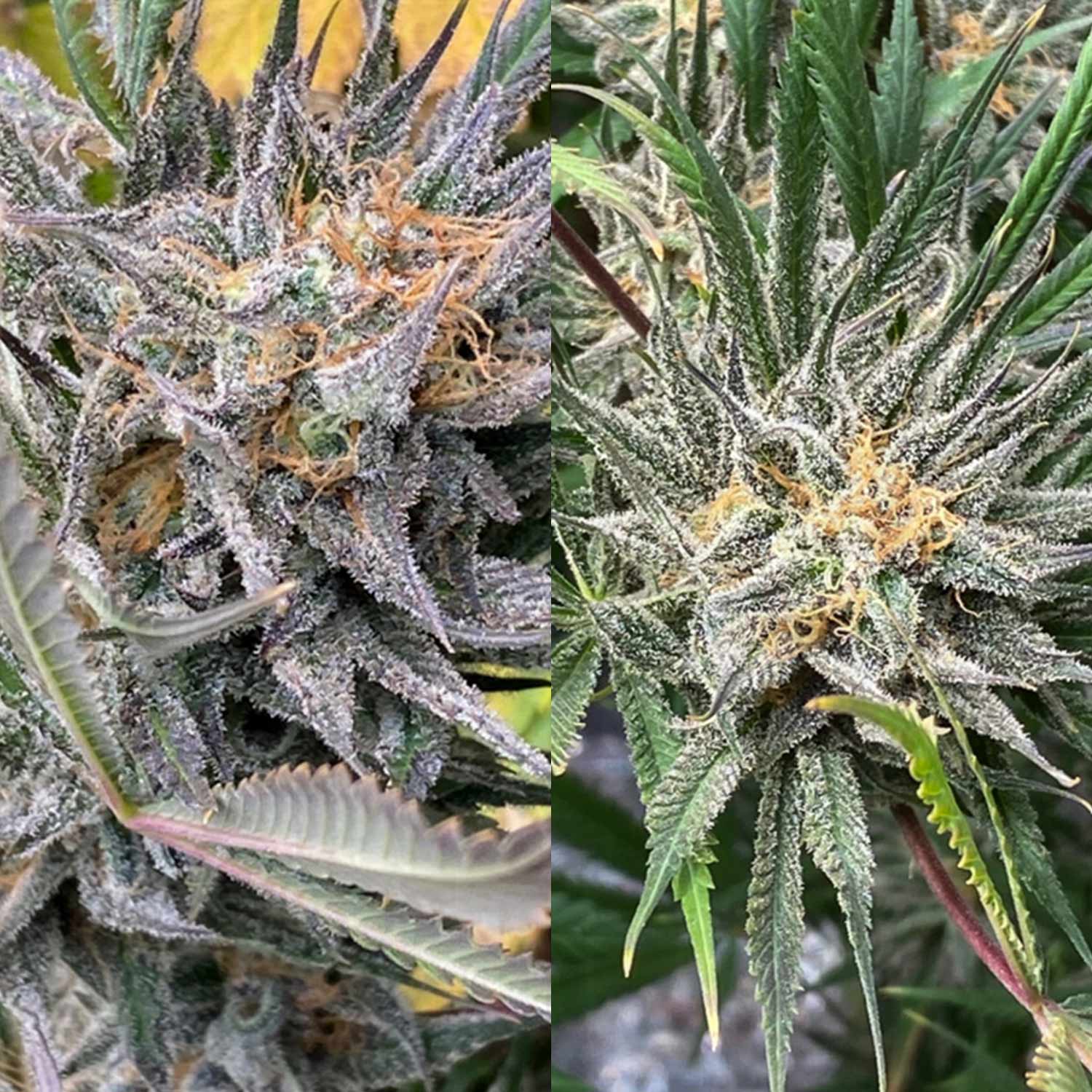 Nahaufnahme zweier Bruce Lemon Diesel Knospen mit frostigen Trichomen und orangen Haaren