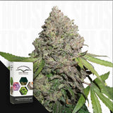 CBD Auto Charlotte's Angel