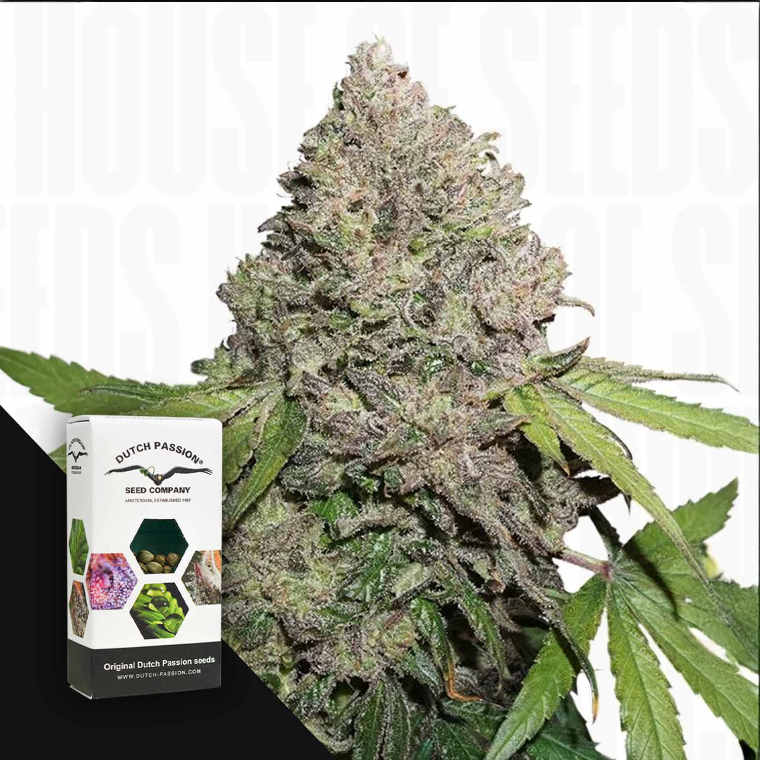 Eine Nahaufnahme der frostigen Knospen von CBD Auto Charlotte's Angel neben einer Dutch Passion-Samenschachtel.