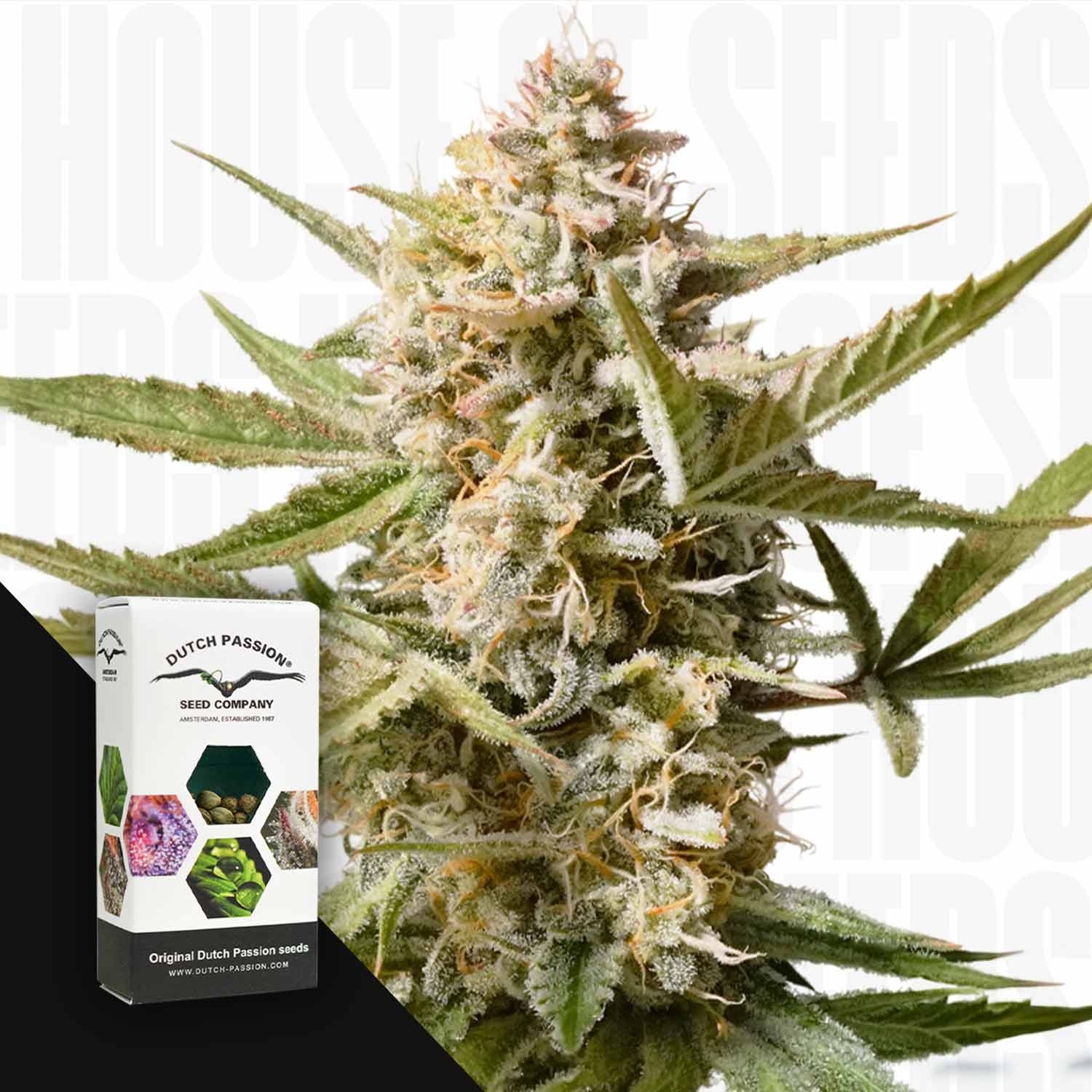 Nahaufnahme von frostigen Knospen der Auto Cinderella Jack; im Vordergrund erscheint eine Dutch Passion-Samenschachtel.