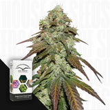 CBD Mazar
