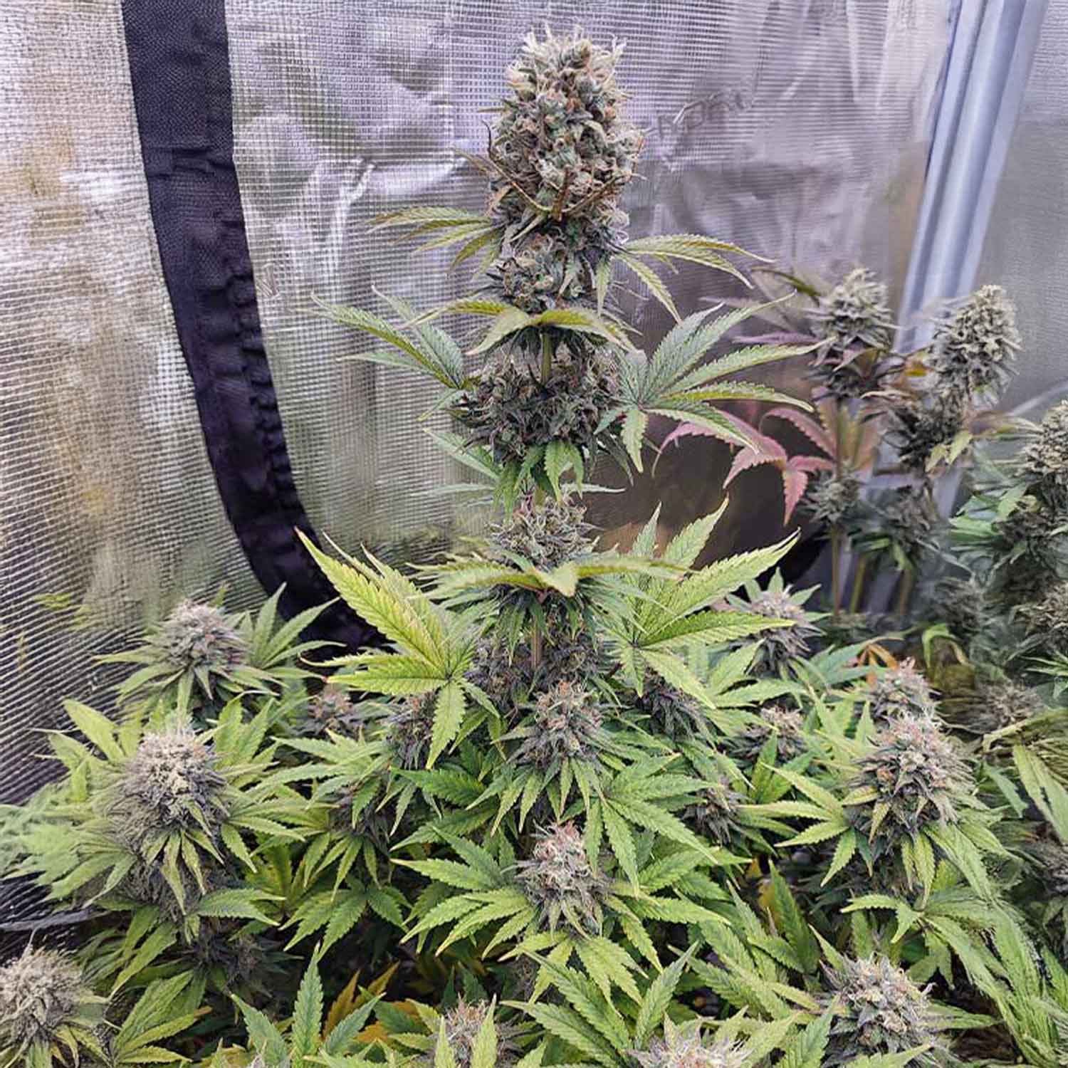 Hohe Euforia Pflanze von Dutch Passion mit harzigen Knospen im Indoor-Zelt mit reflektierenden Wänden