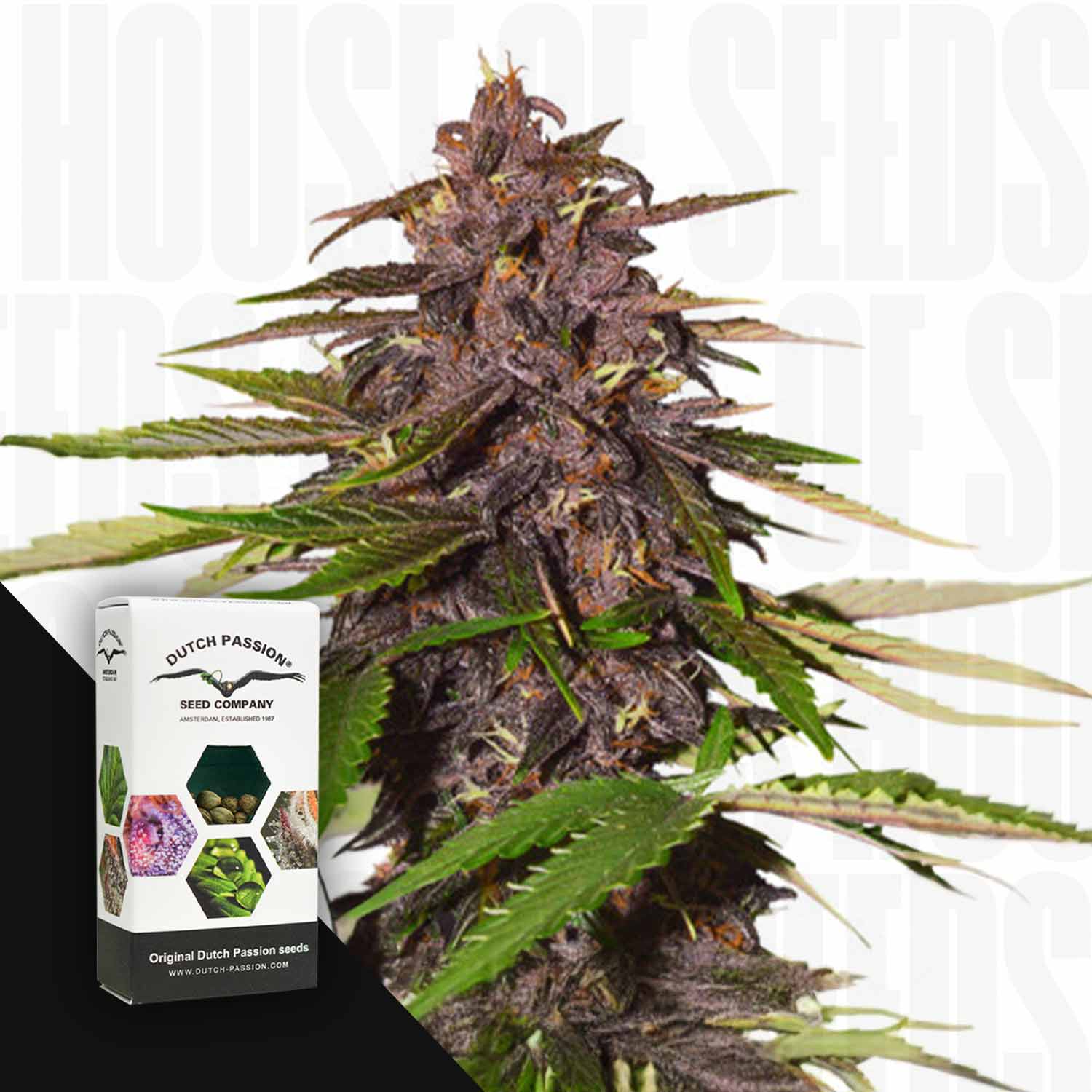 Auto Forbidden Cherry Pflanze mit grünen Blättern, neben einem Dutch Passion Samenpaket.