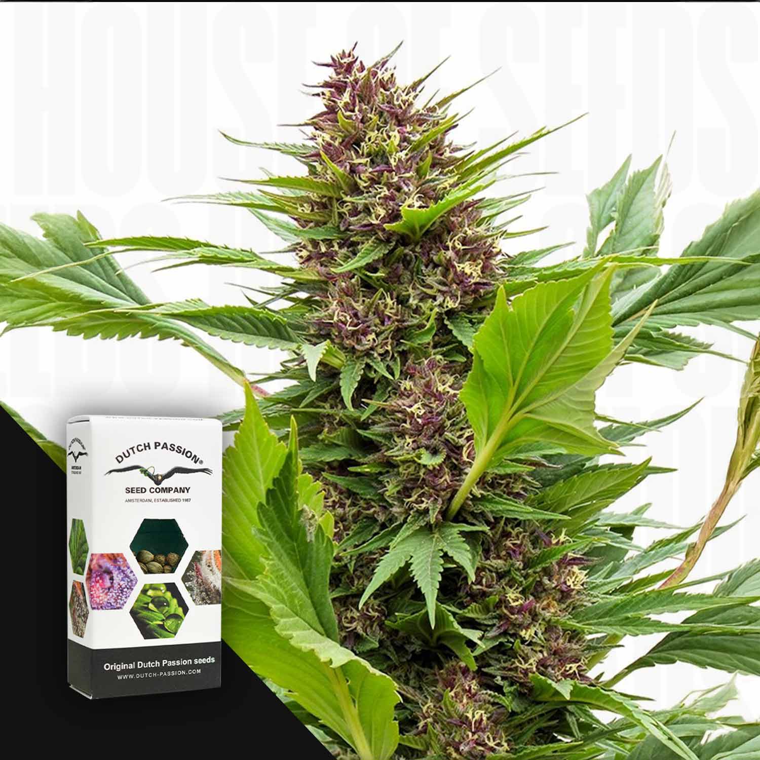 Eine große Frisian Duck Cannabispflanze mit lila Knospen steht neben einer Dutch Passion Box.