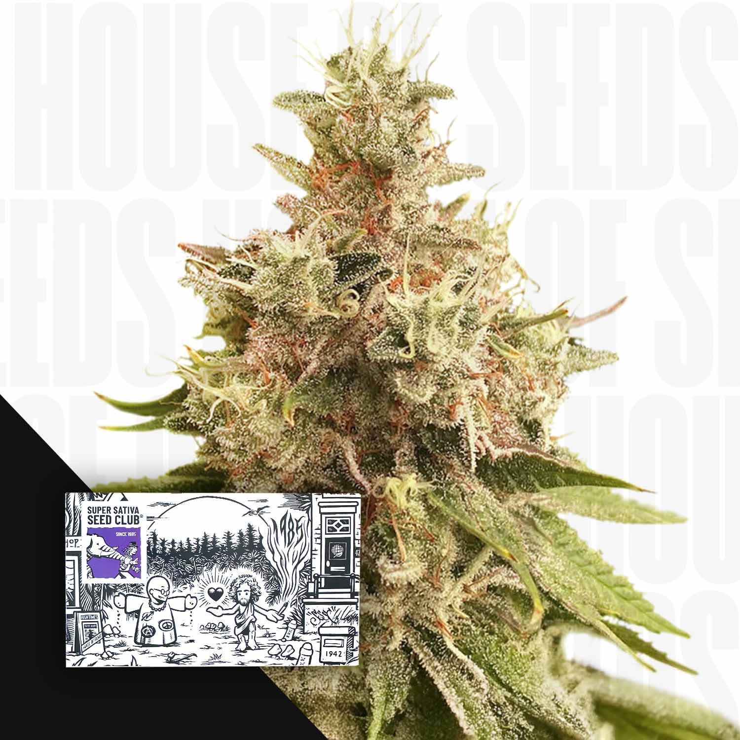 Golden Apple Haze Knospe mit dem schwarz-weißen Samenpaket des Super Sativa Seed Club in der Ecke.