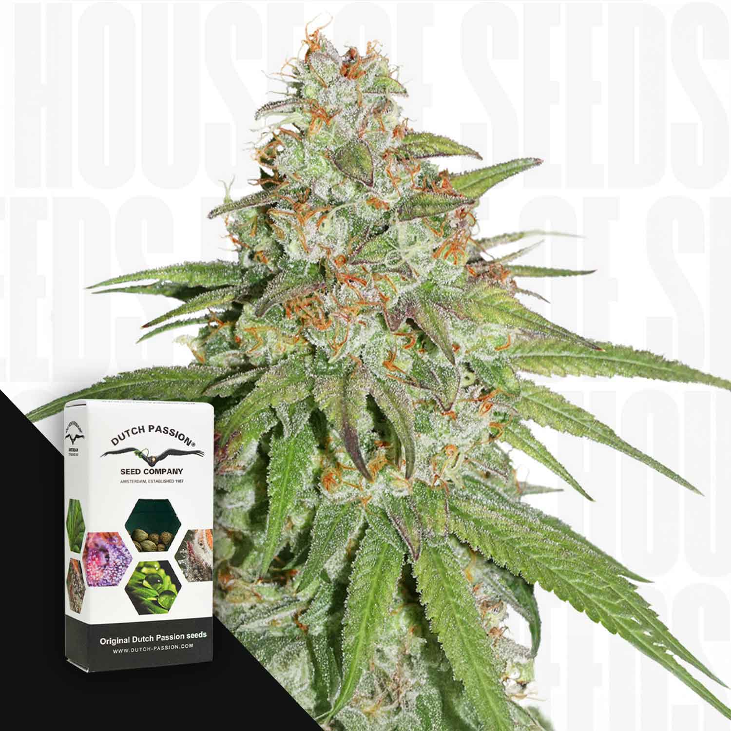 Nahaufnahme einer frostigen Cannabispflanze mit grünen Blättern, Ecke zeigt Dutch Passion Box und bunte Glueberry OG Packung