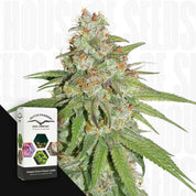 Nahaufnahme einer frostigen Cannabispflanze mit grünen Blättern, Ecke zeigt Dutch Passion Box und bunte Glueberry OG Packung