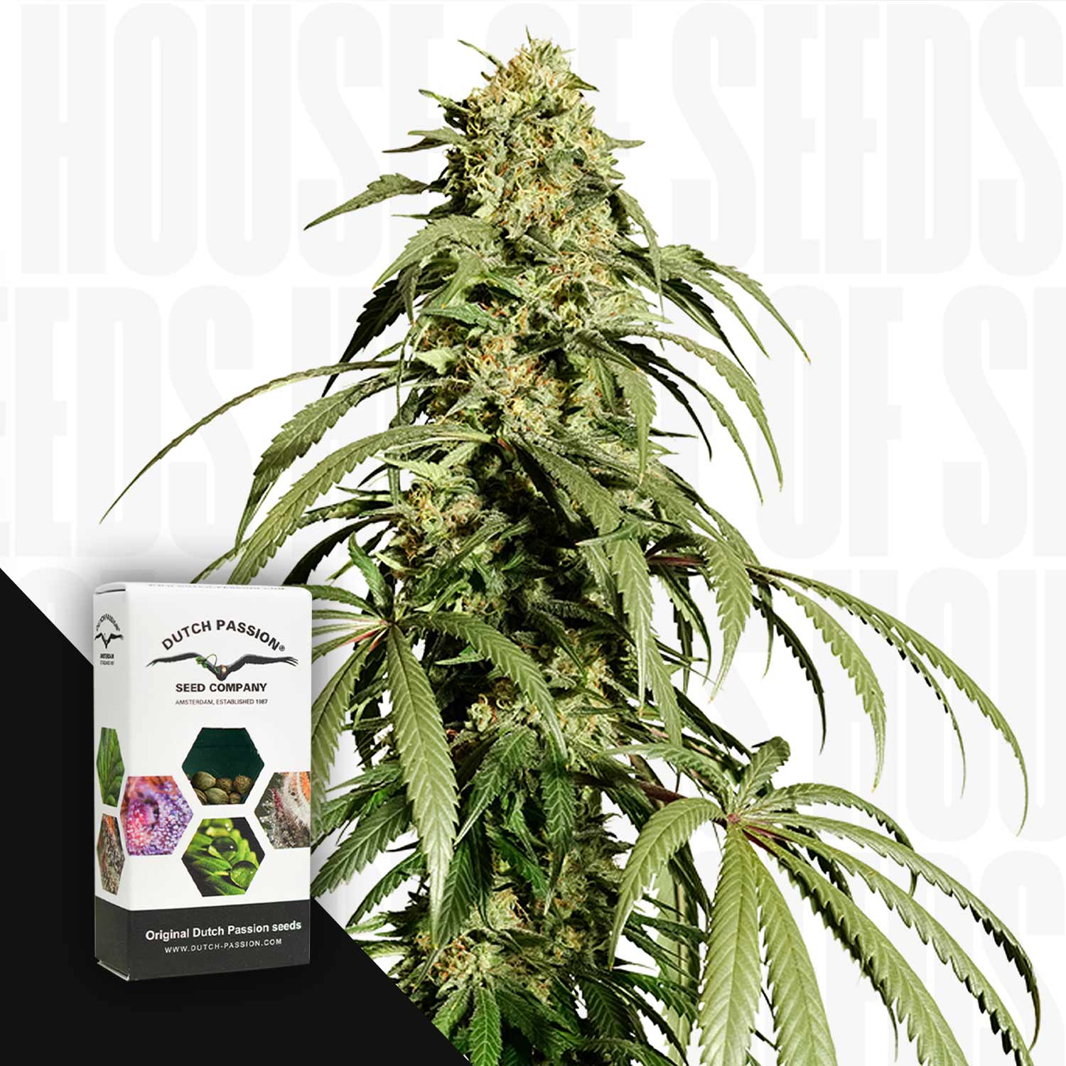 Große Ice Cream Haze Pflanze neben Dutch Passion Box vor weißem Hintergrund