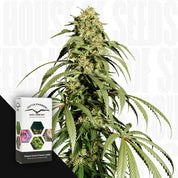 Große Ice Cream Haze Pflanze neben Dutch Passion Box vor weißem Hintergrund