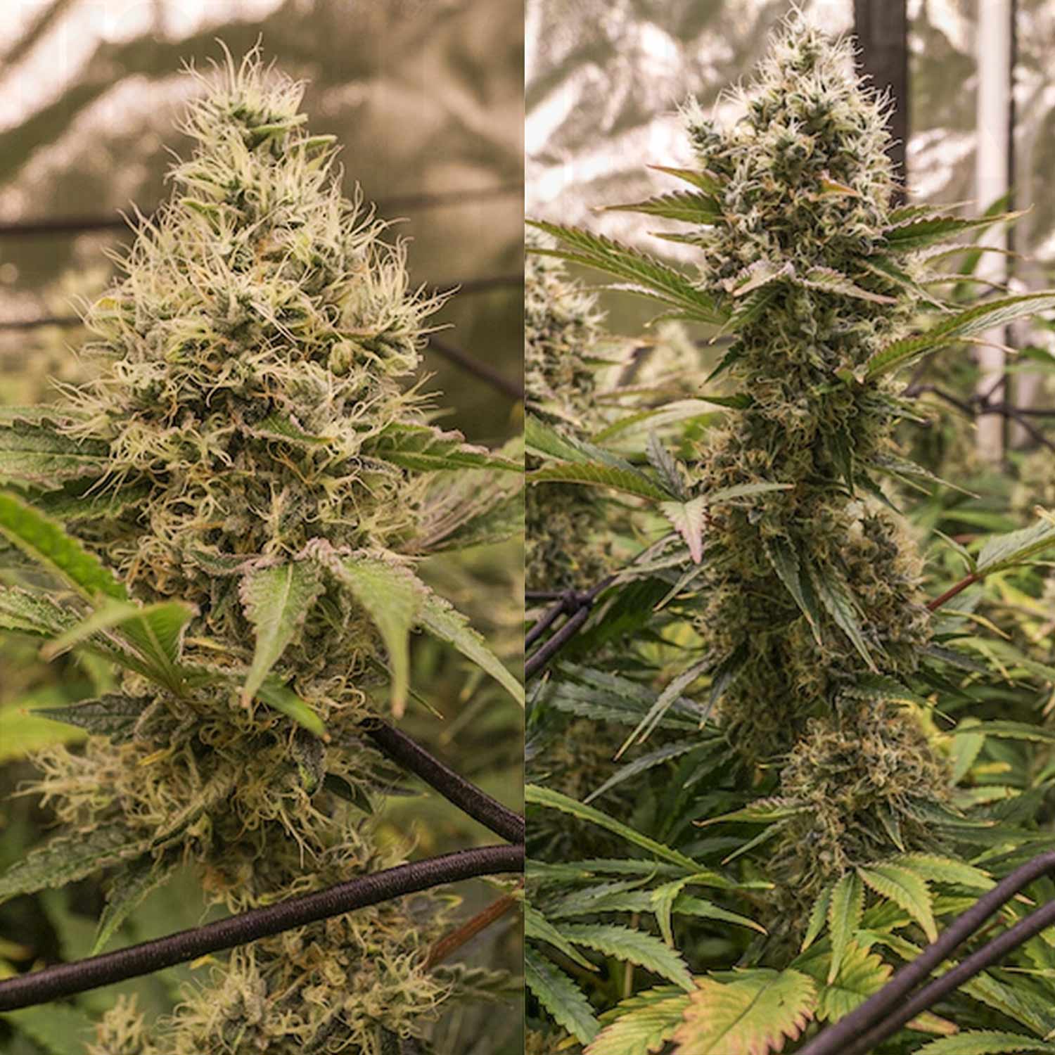 Zwei Karels Haze Cannabis Pflanzen von Super Sativa Seed Club mit dichten Knospen und grünen Blättern unter Kunstlicht