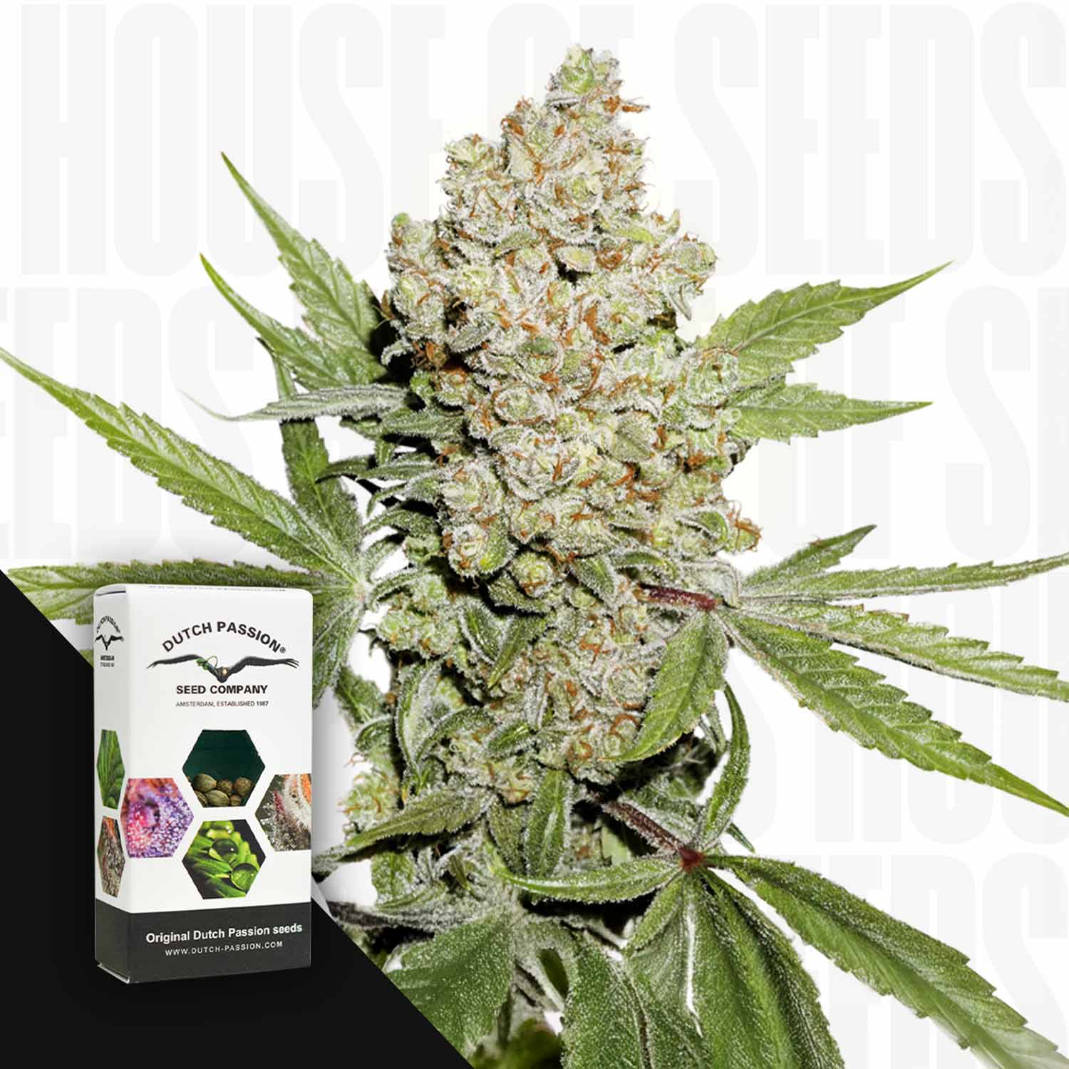 Nahaufnahme einer frostigen Auto Lemon Kix Cannabispflanze mit einer Dutch Passion Box in der unteren linken Ecke.