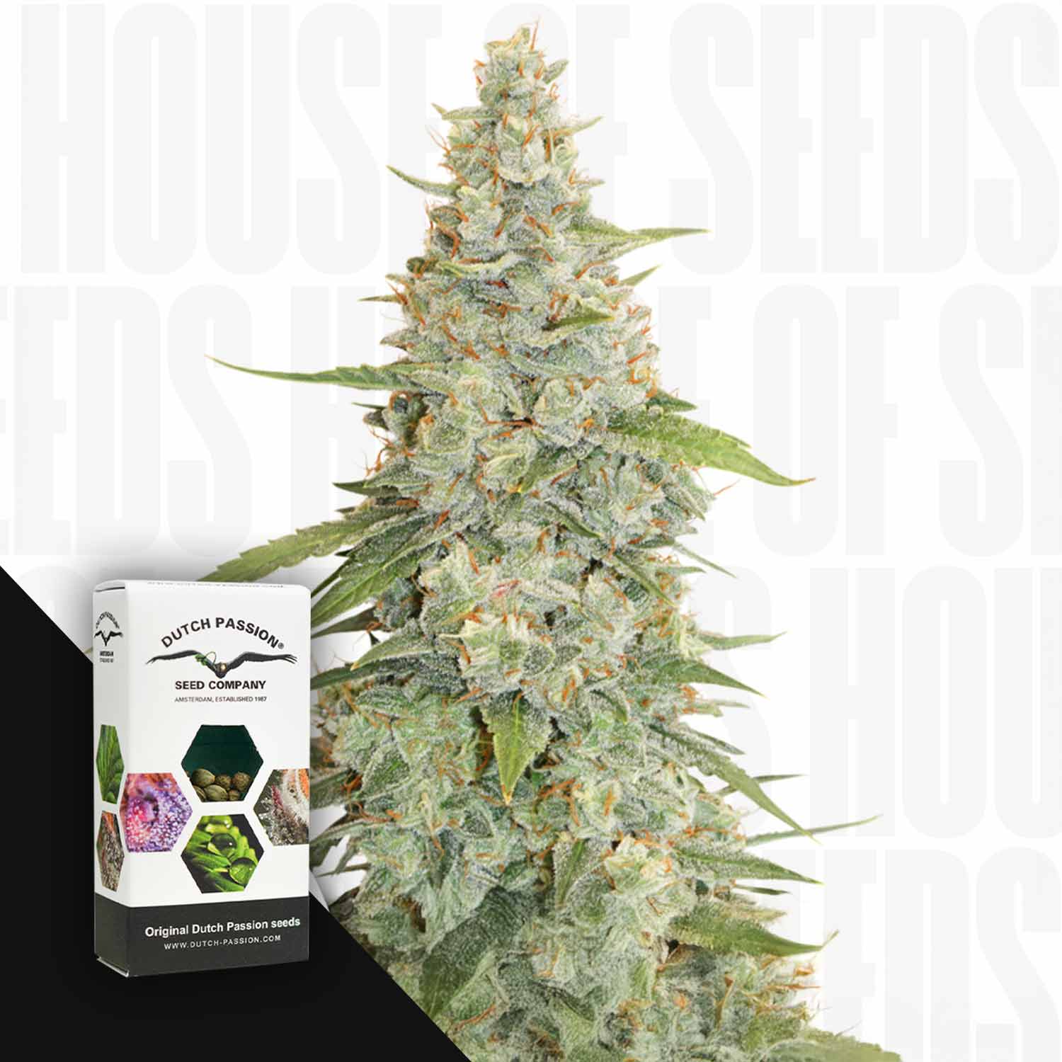 Eine große Meringue-Cannabis-Pflanze von Dutch Passion, neben ihrem Samenpaket, vor einem weißen HOUSE OF SEEDS-Hintergrund.