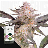 Orange Bud 2.0
