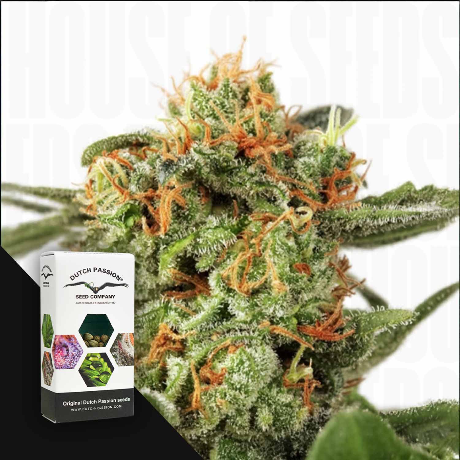 Nahaufnahme von Orange Hill Special Cannabis mit orangefarbenen Haaren und frostigen Trichomen von Dutch Passion seed box.