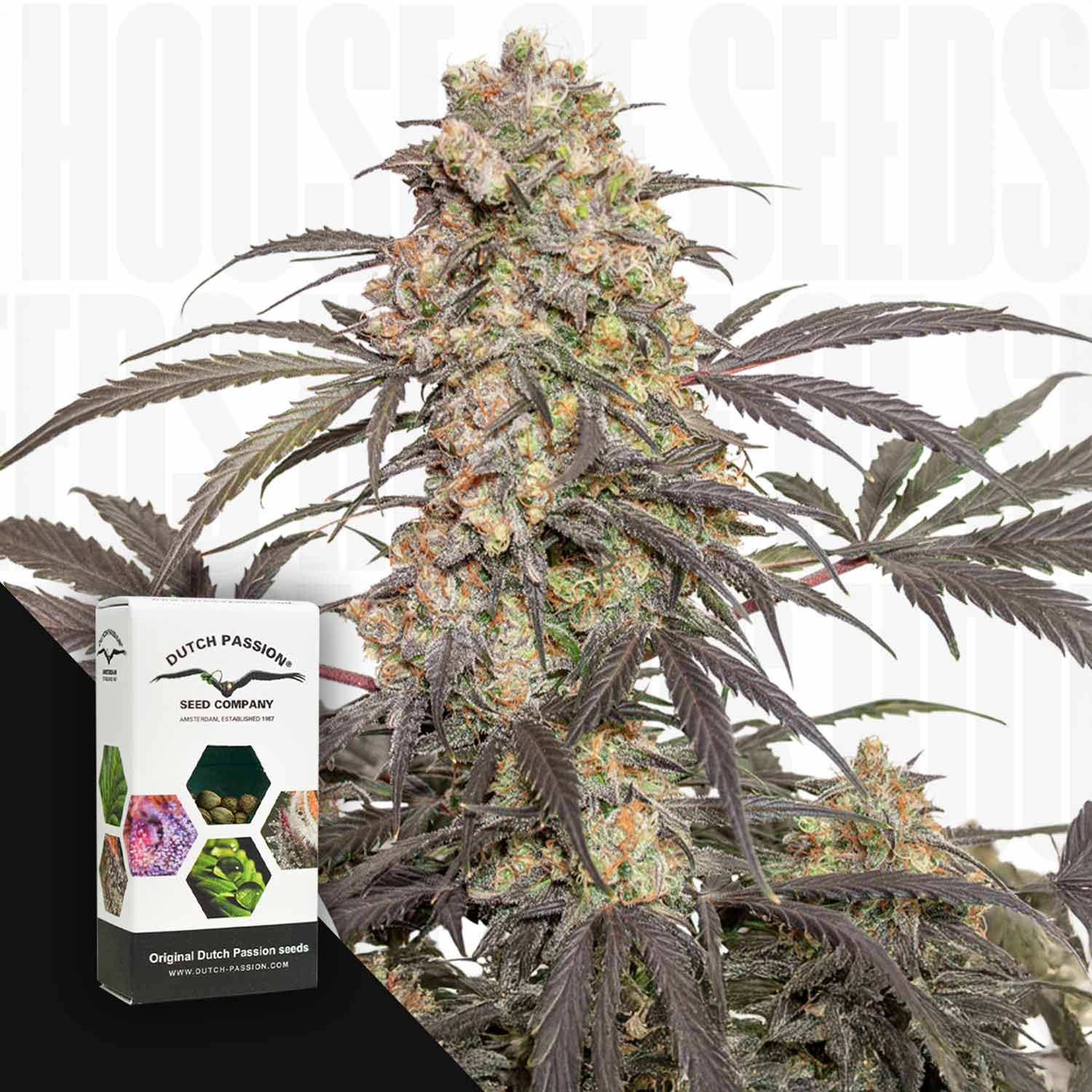 Nahaufnahme einer Passionsfrucht-Cannabis-Pflanze mit violetten Blättern, neben einer Dutch Passion-Samenschachtel.