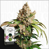 Auto Red Tropicana Cookies