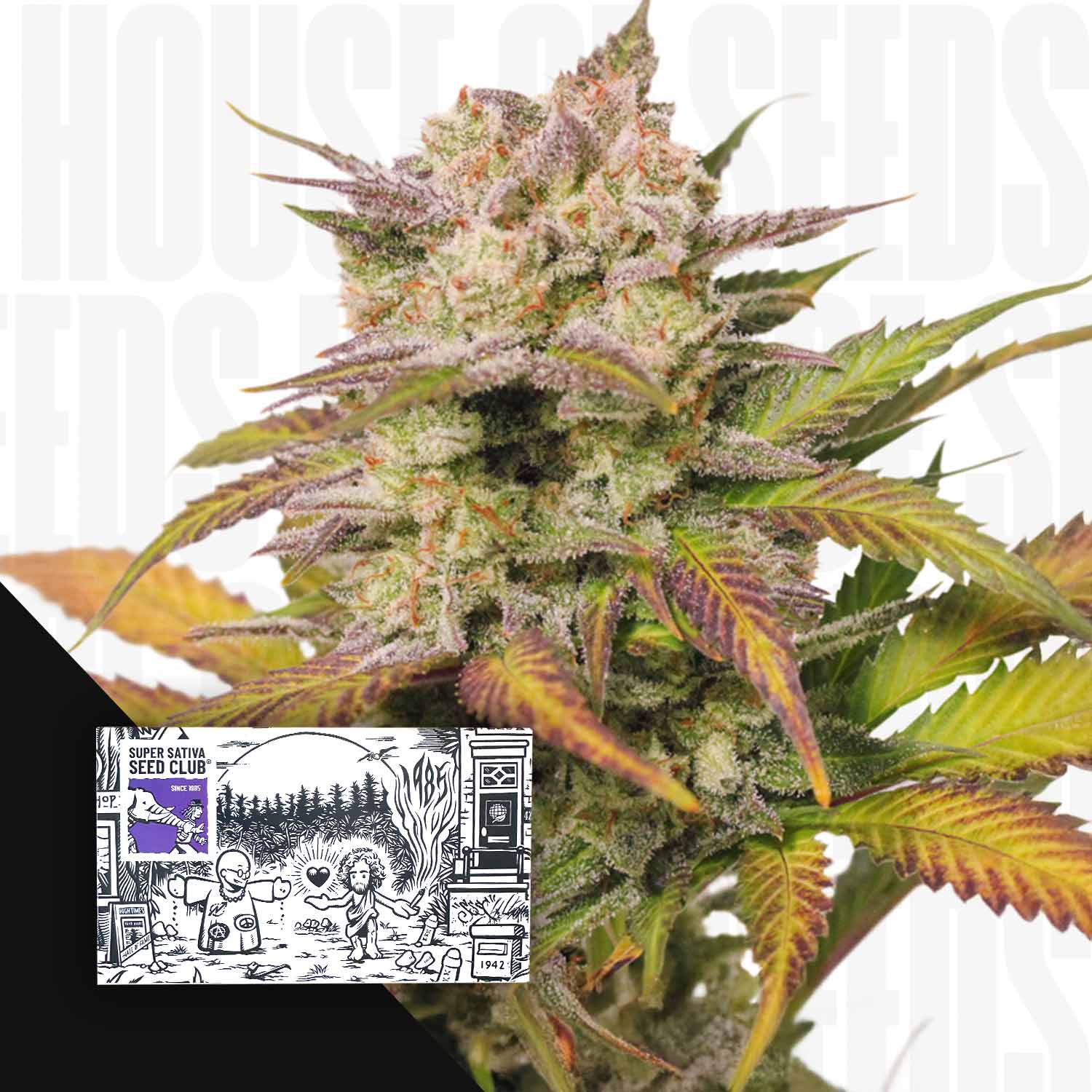 Nahaufnahme von Auto Sweet Bourbon Kush Blättern; Super Sativa Seed Club Samenpackung in der Ecke abgebildet.