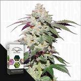 Skywalker Haze
