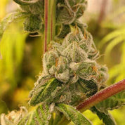 Nahaufnahme Sour Tangie Dawg Knospe von Super Sativa Seed Club mit frostigen Trichomen und grünen Blättern