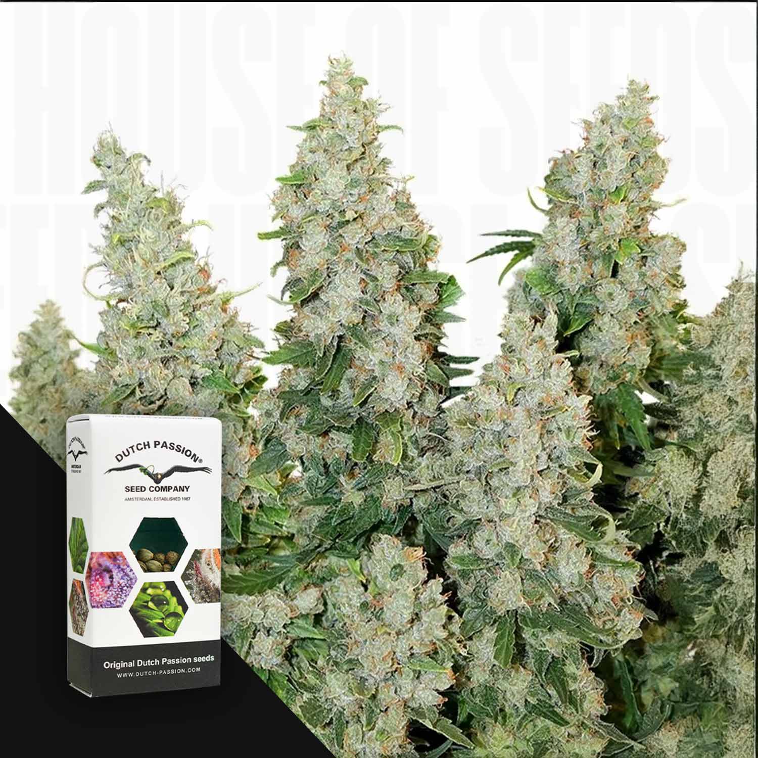 Nahaufnahme von frostigen Auto Think Different-Knospen mit einer Dutch Passion-Box in der unteren linken Ecke.