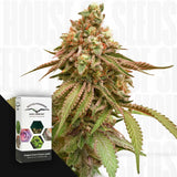 Tropical Tangie