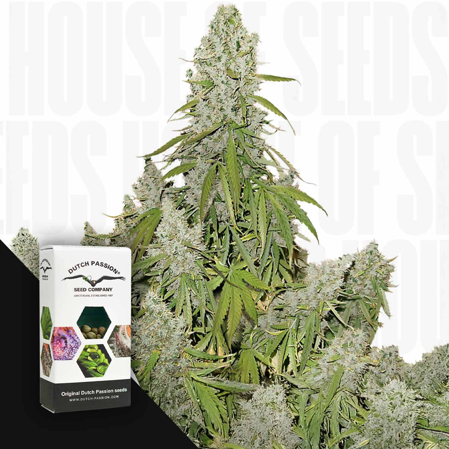 Auto Ultimate Cannabis-Knospen mit einer Dutch Passion-Samenschachtel auf weißem Hintergrund.