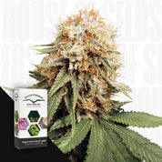 Nahaufnahme einer reifen White Widow Indica Pflanze mit frostigen Knospen und orangen Haaren neben Dutch Passion Verpackung