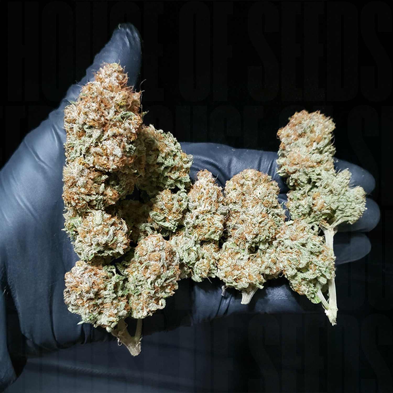 Getrocknete White Widow Indica Cannabisknospen von Dutch Passion mit orangefarbenen Haaren