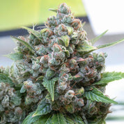 Dutch Passion White Widow Cannabispflanze mit frostigen Knospen, grünen Blättern und orangefarbenen Stempeln