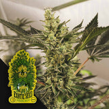 Banana Mash Auto