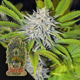 HippieBerry