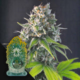Honey Mints