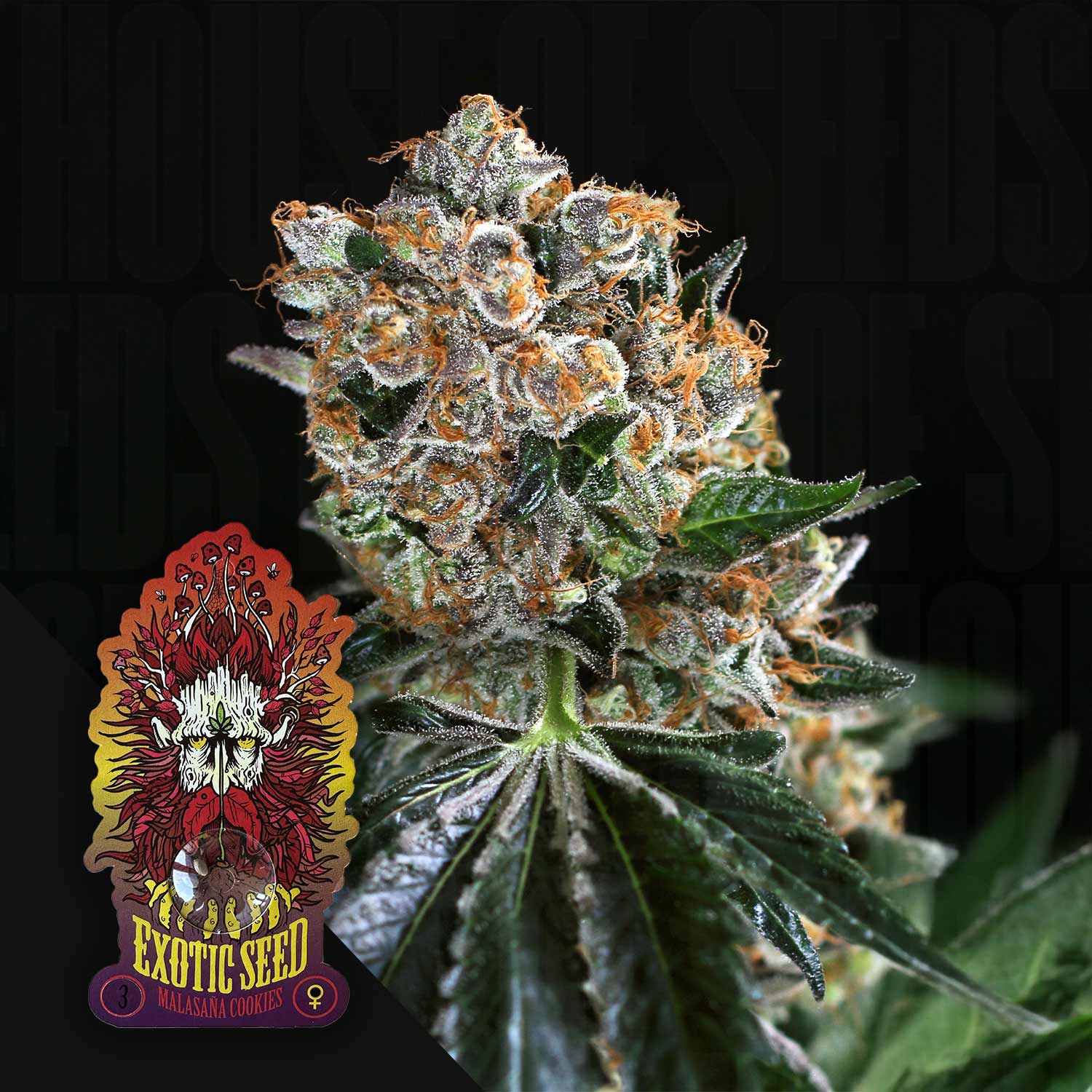 Frostige Malasaña Cookies Cannabisknospe mit orangen Haaren und grünen Blättern, Exotic Seeds Logo in der Ecke
