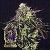 Purple Shot