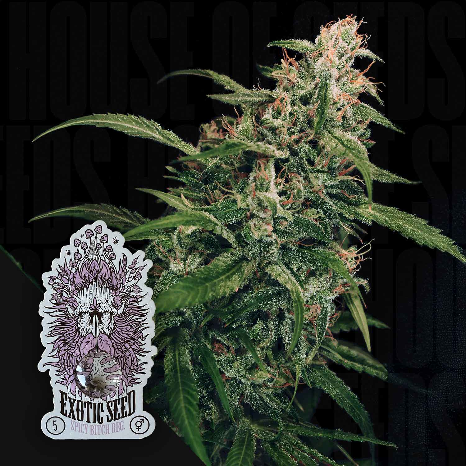 Nahaufnahme einer frostigen Cannabispflanze mit orangen Haaren vor dunklem Hintergrund, Ecke zeigt Exotic Seeds Spicy Bitch Aufkleber