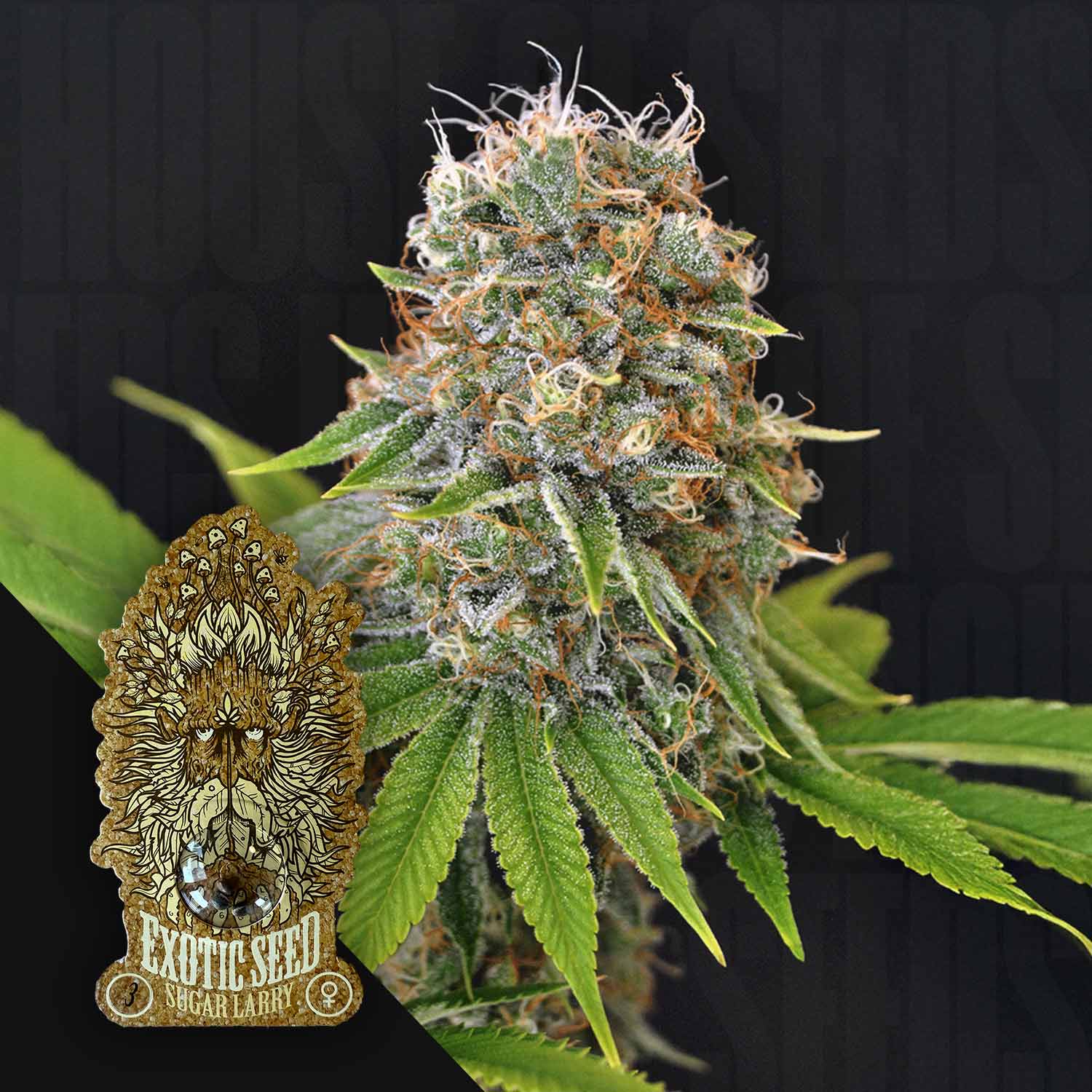 Buy Sugar Larry cannabis seeds from Exotic Seeds – House of Seeds