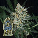 Zkittalicious Auto