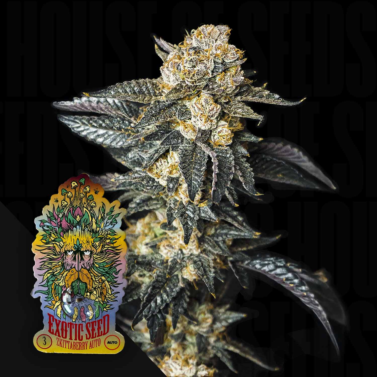 Nahaufnahme einer frostigen Cannabis Pflanze mit dunkelgrünen Blättern und dichten Buds, unten links Exotic Seeds Zkittaberry Auto Logo