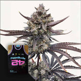 Banana Purple Punch Auto RF3