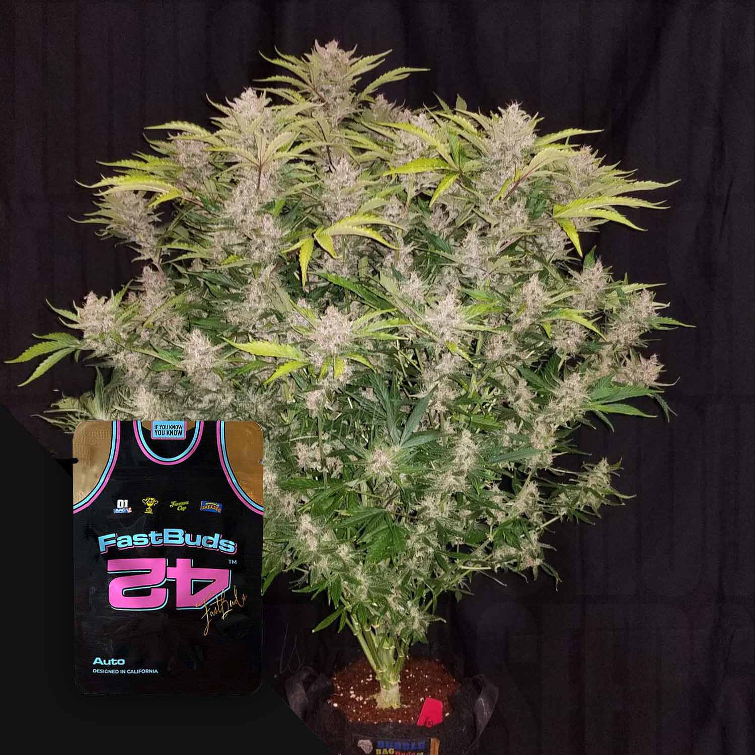 Eine üppige C4 Auto Pflanze in einem Topf, mit einem bunten 420 Fast Buds Trikot davor.