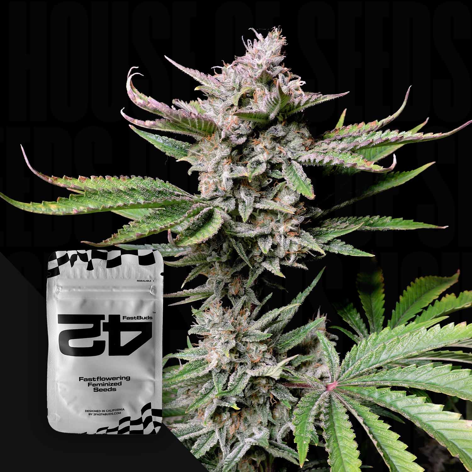 Nahaufnahme einer Cannabispflanze mit einem 420 Fast Buds Cherry Cola Auto Samenpaket in der Ecke.