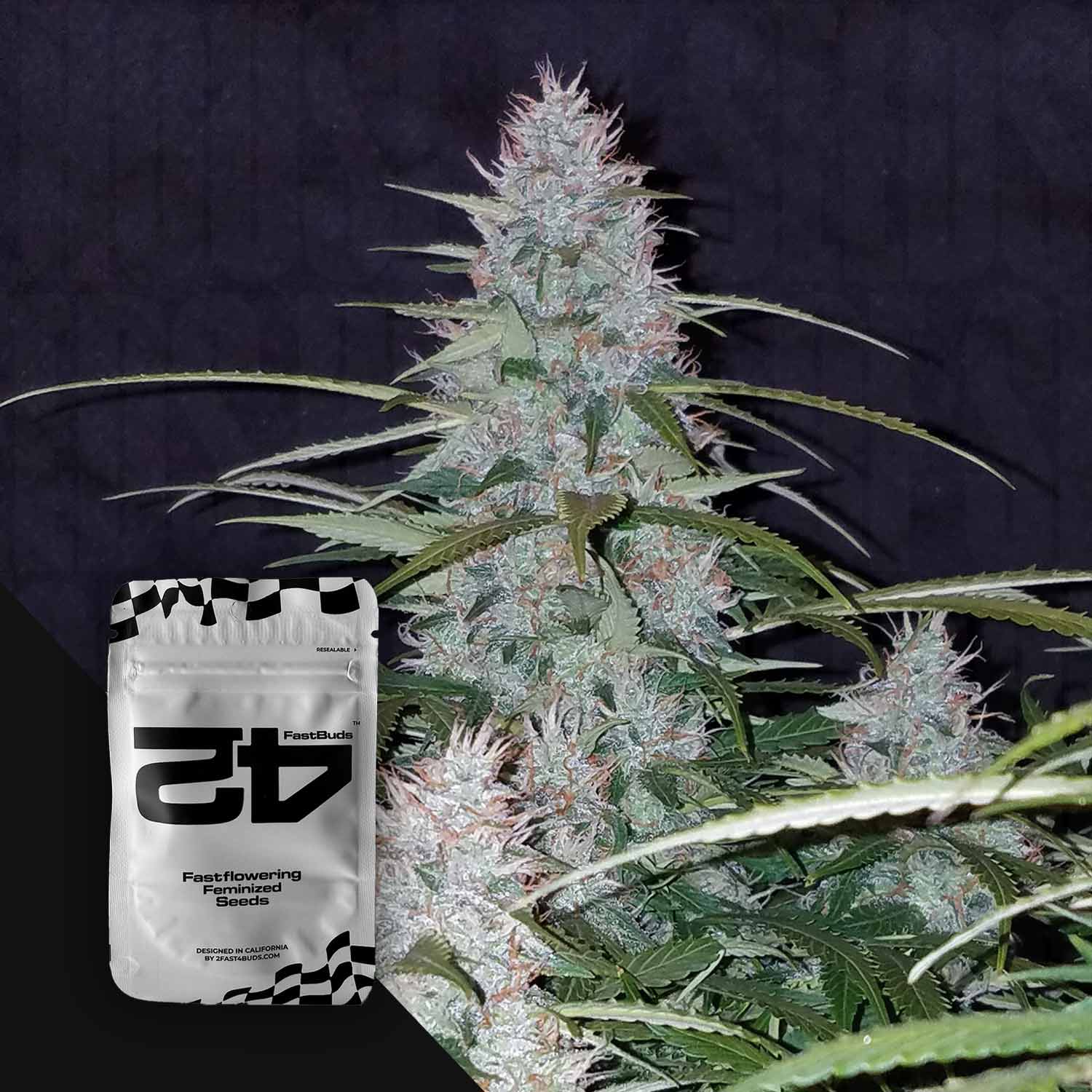 Nahaufnahme einer blühenden Cannabispflanze mit frostigen Trichomen vor dunklem Hintergrund, Ecke zeigt 420 Fast Buds Californian Snow Auto Samenpackung