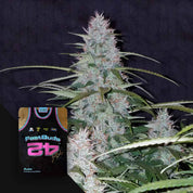 Eine Cannabis-Pflanze mit frostigen Knospen neben einer 420 Fast Buds Californian Snow Auto Samenpackung vor einem dunklen Hintergrund.