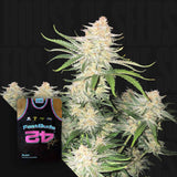 Frostbanger Auto F4