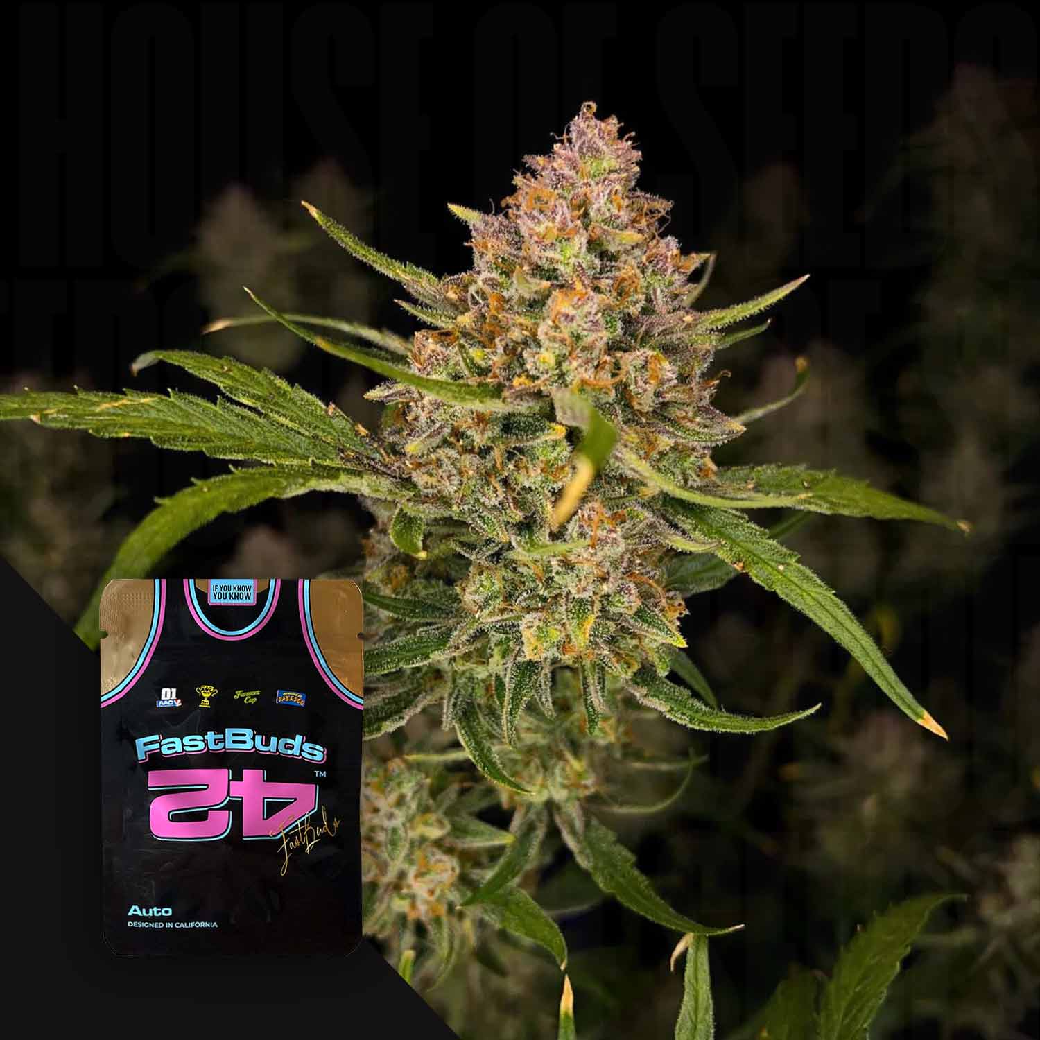 Nahaufnahme von dichten Cannabisknospen; in der Ecke erscheint eine illustrierte 420 Fast Buds Guava Auto-Verpackung.