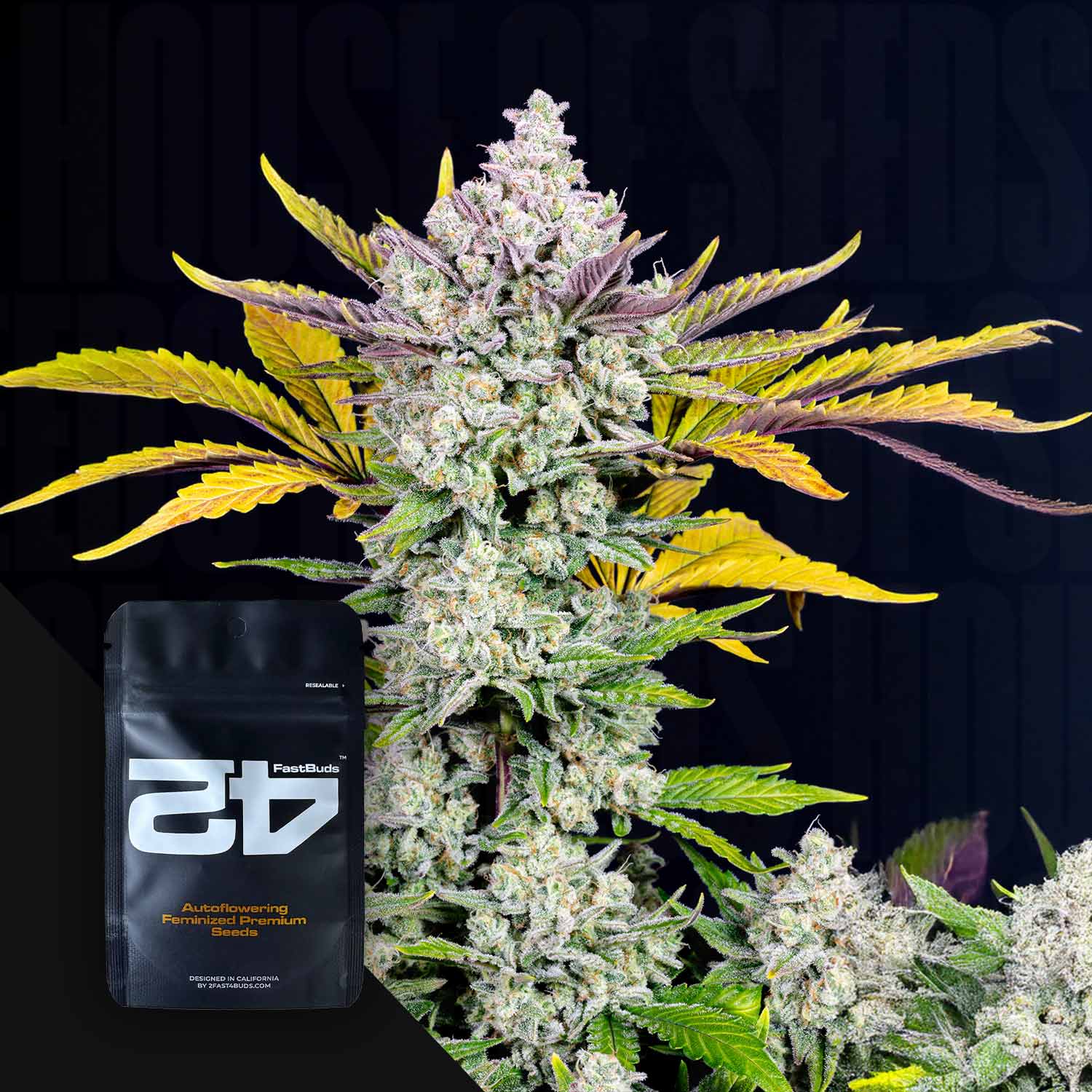 Nahaufnahme einer frostigen Gorilla Cookies Auto Pflanze mit lila und gelben Blättern neben schwarzer 420 Fast Buds Samenpackung mit weiß-gelbem Text